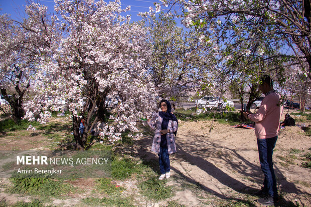 شکوفه های بهاری منطقه «مهارلو» استان فارس
