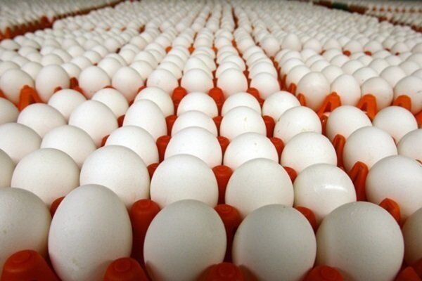 قیمت تخم مرغ در بازارهای روز کرج کاهش یافت