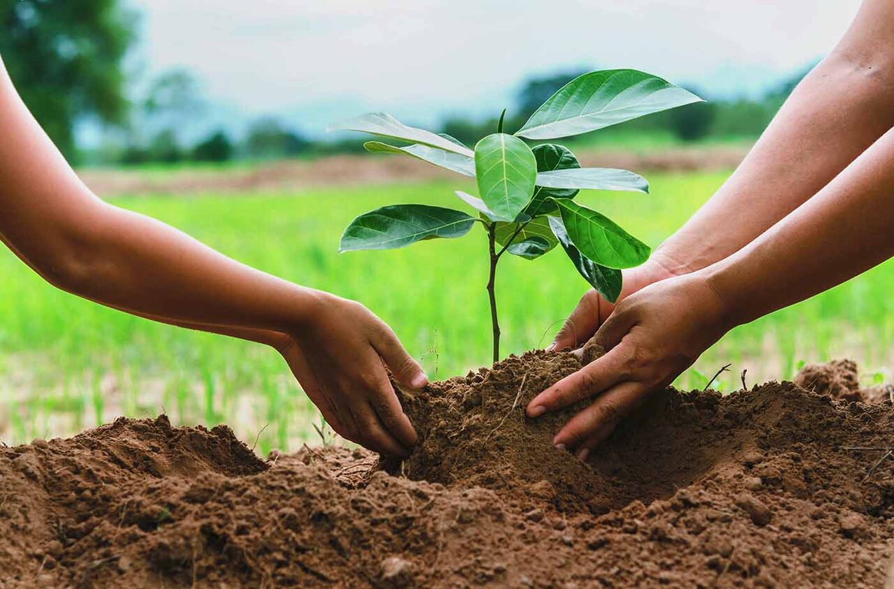 استفاده از نوآوری‌های دانش‌بنیان برای کاشت یک میلیارد درخت