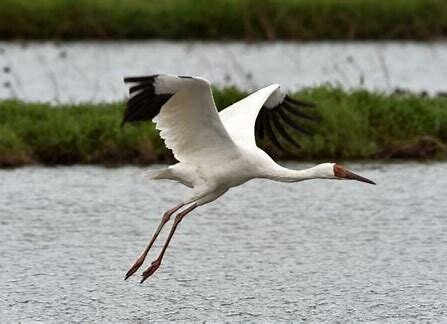 «امید» به ایران باز میگردد؟