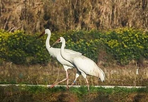 از 10 ماه زندگی «پیروز» تا سرانجام آبگیری سد چمشیر 4