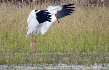 احتمال مرگ «امید» در سالی که گذشت