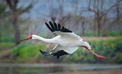 «امید» به ایران باز میگردد؟