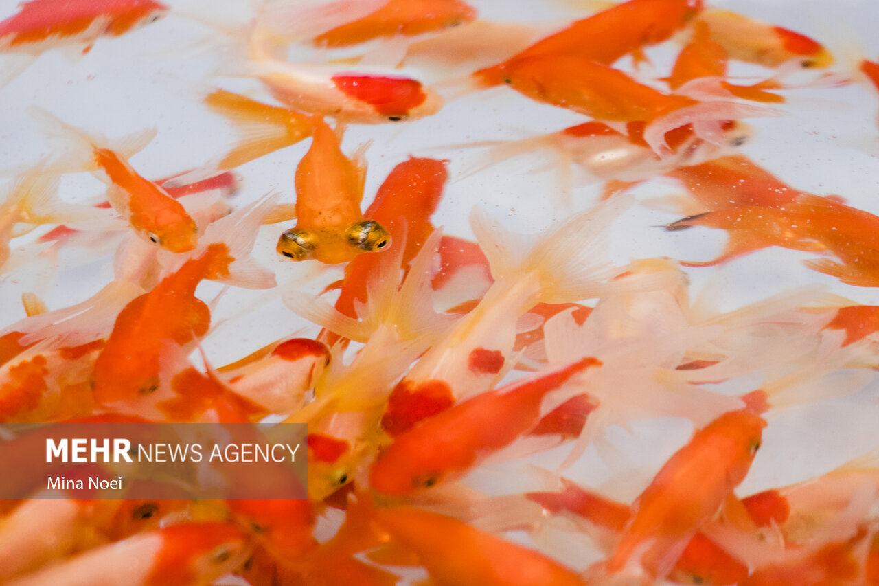 حال و هوای بازار تبریز در واپسین روزهای سال