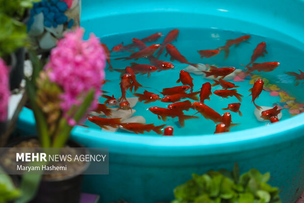 ماهی قرمز از کدام دریا به سفره هفتسین رسید؟