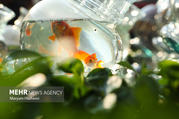 ماهی قرمز از کدام دریا به سفره هفتسین رسید؟