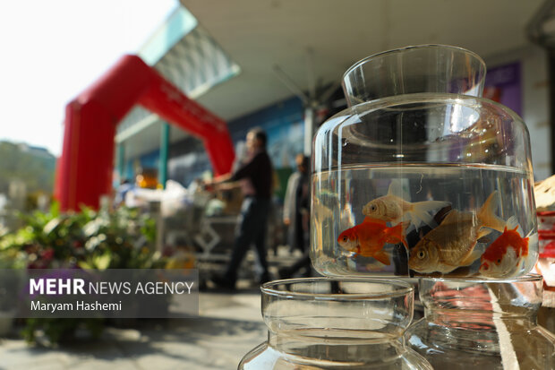 ماهی قرمز از کدام دریا به سفره هفتسین رسید؟ ماهی قرمز از کدام دریا به سفره هفتسین رسید؟