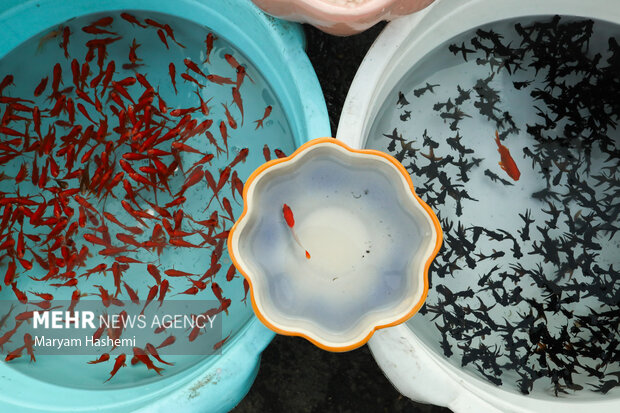 در آستانه عید نوروز بازار فروش ماهی‌های قرمز زینتی رونق می‌گیرد، فروشندگان ماهی قرمز در خیابان‌ها و بازارهای شهر با عرضه ماهی قرمز میزبان خریداران و شهروندان هستند