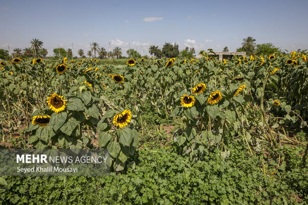 برداشت گل در شهرستان حمیدیه