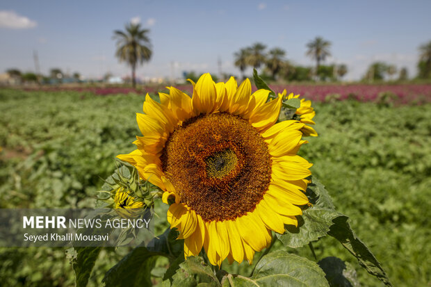 برداشت گل در شهرستان حمیدیه