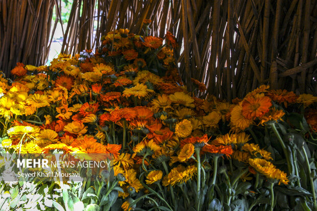 برداشت گل در شهرستان حمیدیه