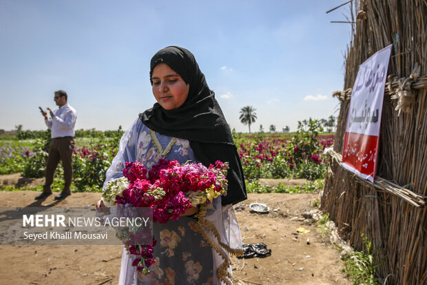 برداشت گل در شهرستان حمیدیه