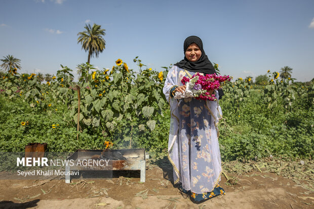 برداشت گل در شهرستان حمیدیه