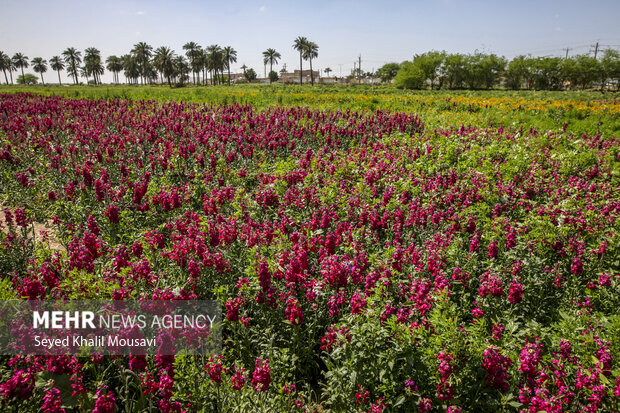برداشت گل در شهرستان حمیدیه