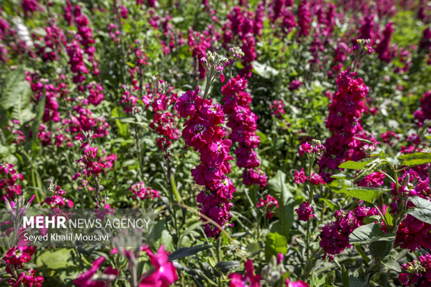 برداشت گل در شهرستان حمیدیه