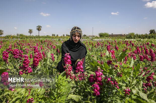 برداشت گل در شهرستان حمیدیه