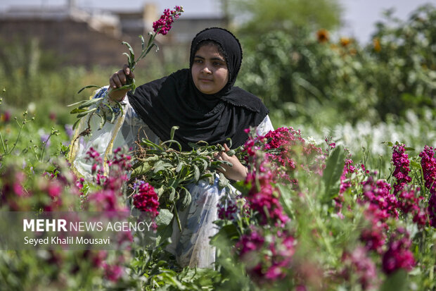 برداشت گل در شهرستان حمیدیه
