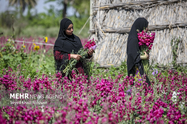 برداشت گل در شهرستان حمیدیه