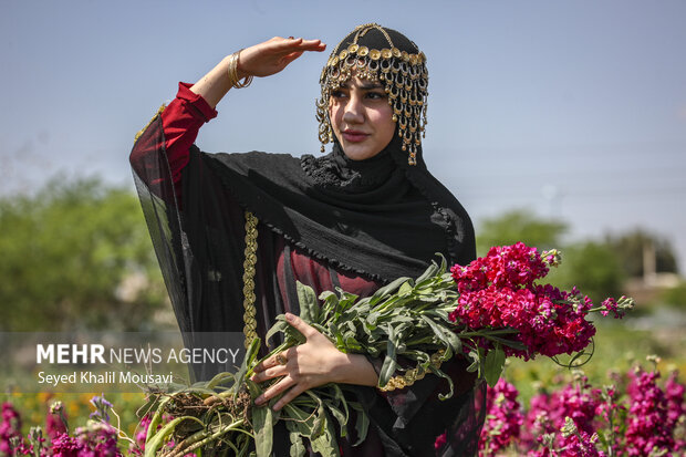 برداشت گل در شهرستان حمیدیه