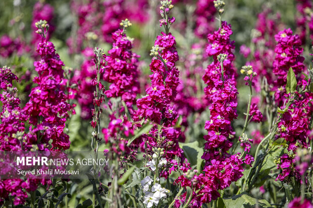 برداشت گل در شهرستان حمیدیه