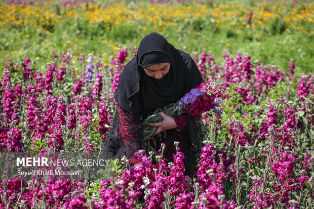 برداشت گل در شهرستان حمیدیه