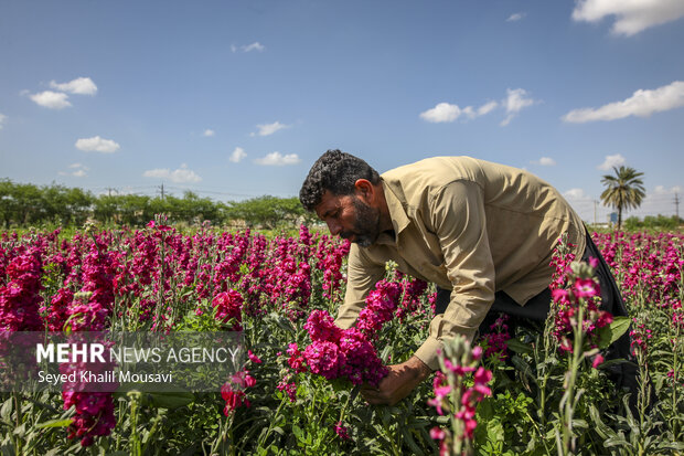 برداشت گل در شهرستان حمیدیه
