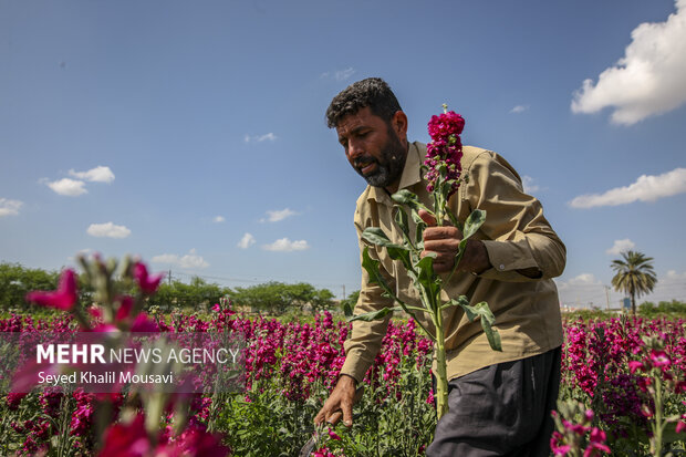 خوزستان میں بہاری پھولوں کی کٹائی
