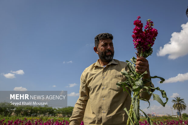 برداشت گل در شهرستان حمیدیه