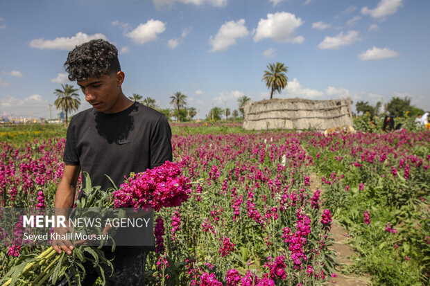 برداشت گل در شهرستان حمیدیه