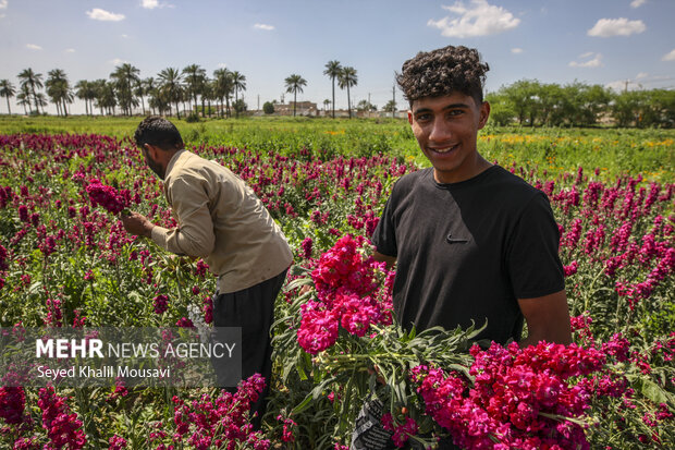 برداشت گل در شهرستان حمیدیه