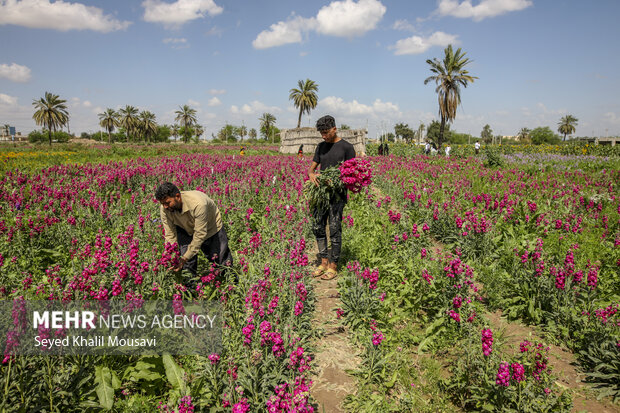 برداشت گل در شهرستان حمیدیه