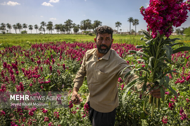 برداشت گل در شهرستان حمیدیه