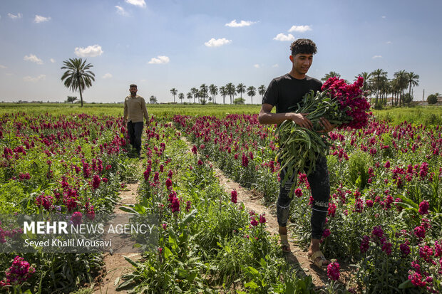 برداشت گل در شهرستان حمیدیه