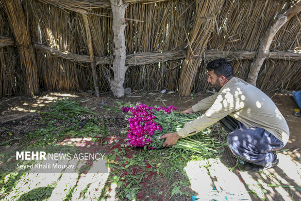 برداشت گل در شهرستان حمیدیه