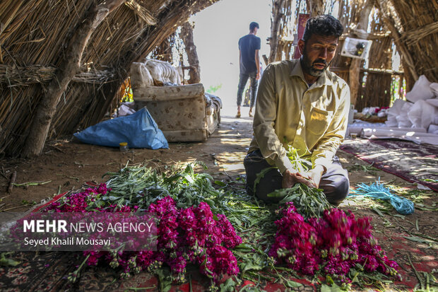 برداشت گل در شهرستان حمیدیه
