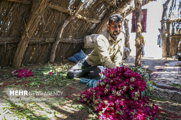 برداشت گل در شهرستان حمیدیه