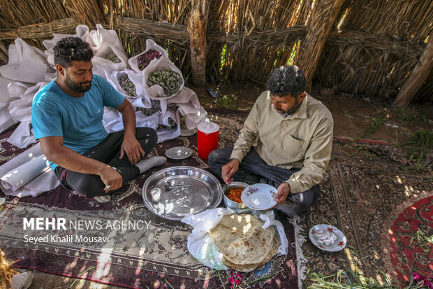 برداشت گل در شهرستان حمیدیه