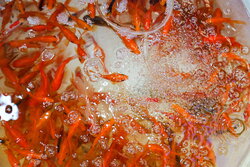 کنترل مراکز عرضه ماهی قرمز در قم/ فروش لاک‌پشت و سمندر ممنوع است