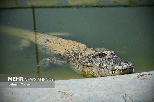 Small snout alligator Gando in Iran's Chabahar region