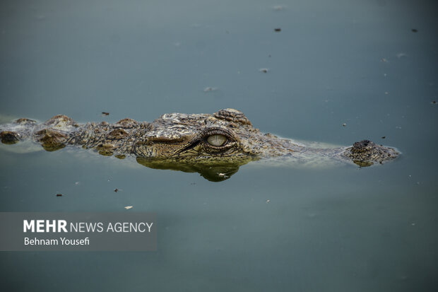 Small snout alligator Gando in Iran's Chabahar region