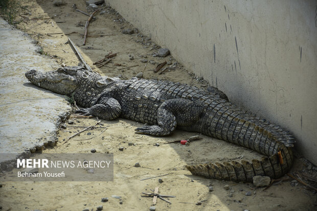 Small snout alligator Gando in Iran's Chabahar region