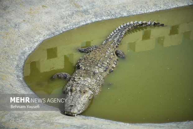 Small snout alligator Gando in Iran's Chabahar region