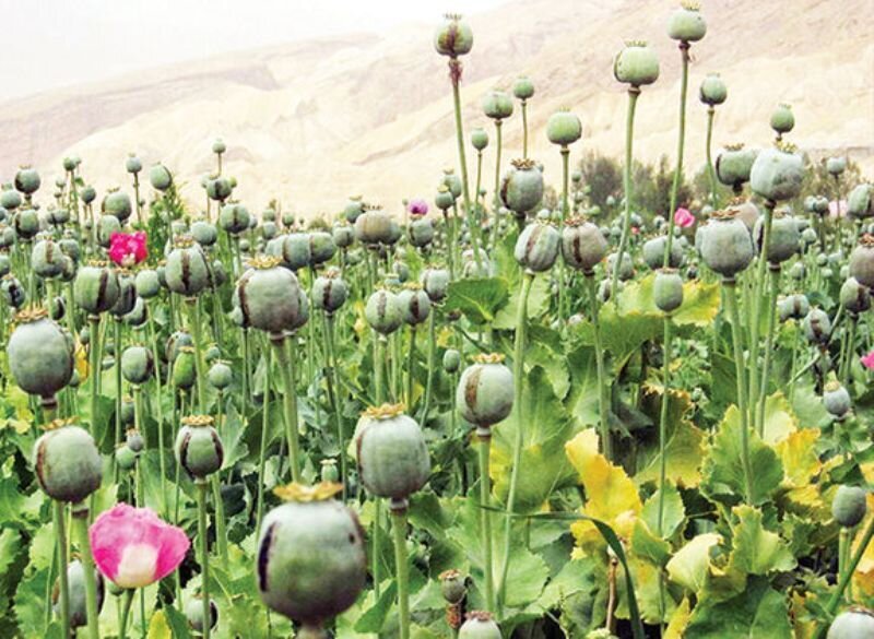 انگیزه کشاورزان افغانستان برای کشت تریاک به دلیل افزایش قیمت