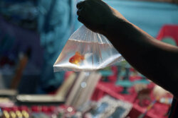 آسیب‌های ماهی قرمز به چرخه محیط زیست جدی است