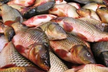 ۱۸۰۰ کیلوگرم ماهی منجمد غیر مجاز در بیرجند توقیف شد