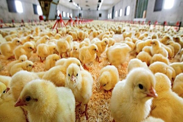 رشد ۹۰ درصدی جوجه ریزی در مرغداری استان قزوین