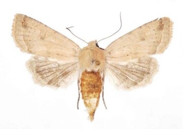 کشف گونه‌ای جدید از پروانه‌ها توسط پژوهشگران ایرانی