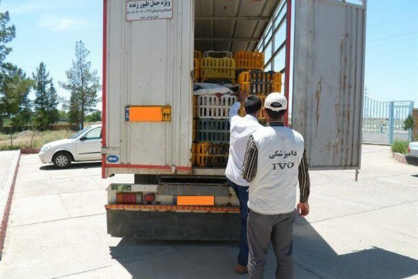 نظارت بر کشتار بیش از ۱۵ میلیون قطعه مرغ زنده در بوشهر انجام شد
