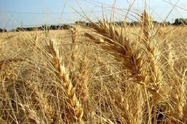 خرید تضمینی پنج هزارو ۷۰۰ تن گندم توسط تعاون روستایی هرمزگان 