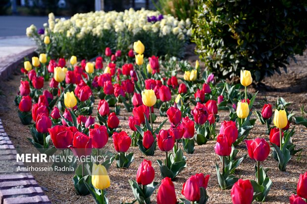 Nowruz elements in Birjand
